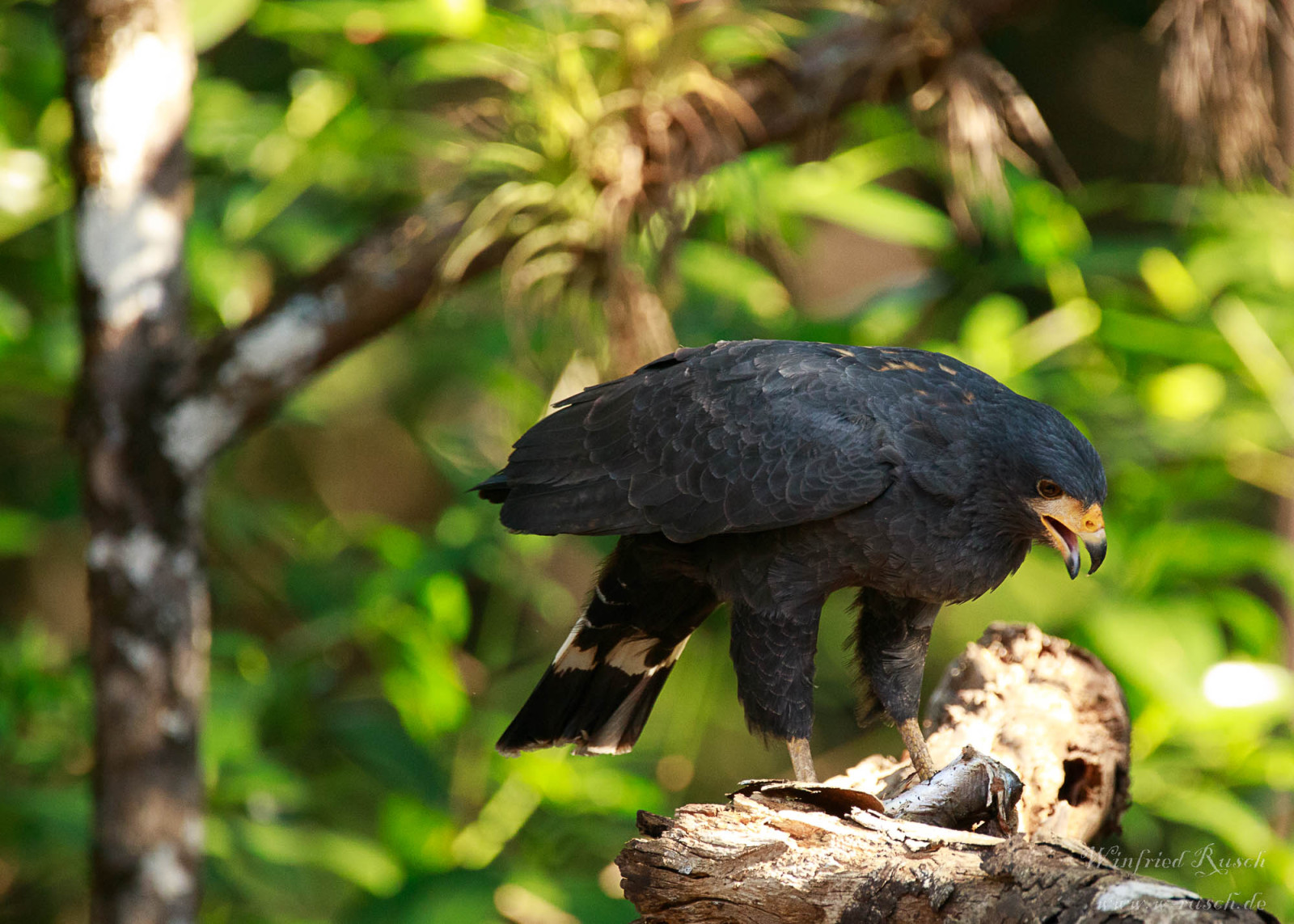 image Common Black Hawk